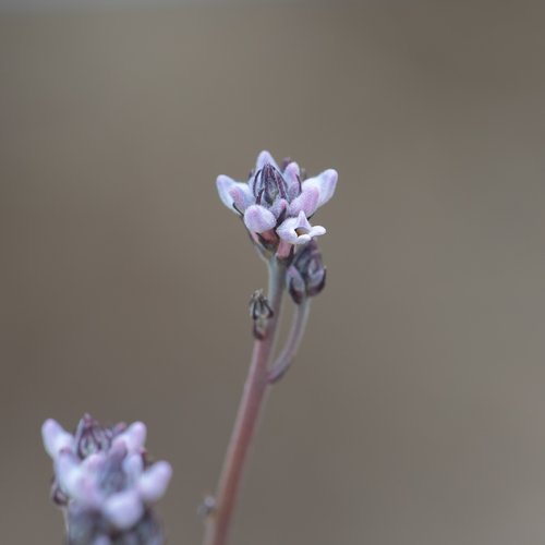 Conospermum patens (Conospermum patens)