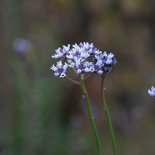 Conospermum patens (Conospermum patens)