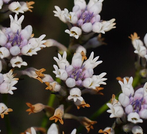 Conospermum patens: Conospermum patens near Dadswells Bridge