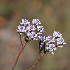 Conospermum patens (Conospermum patens)