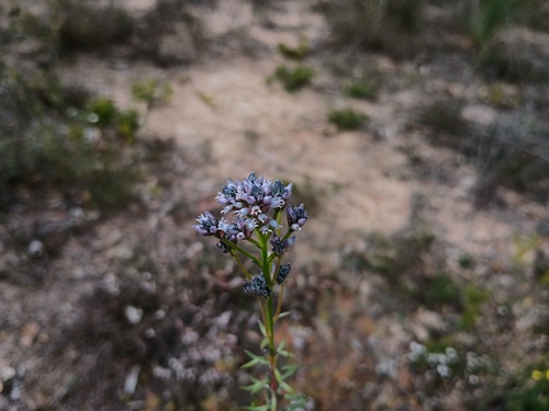 Conospermum patens (Conospermum patens)