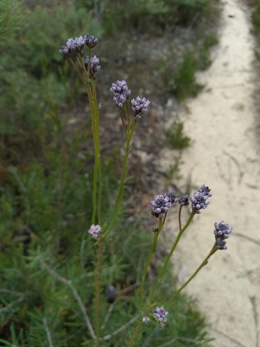 Conospermum patens (Conospermum patens)