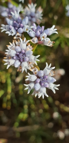 Conospermum patens (Conospermum patens)