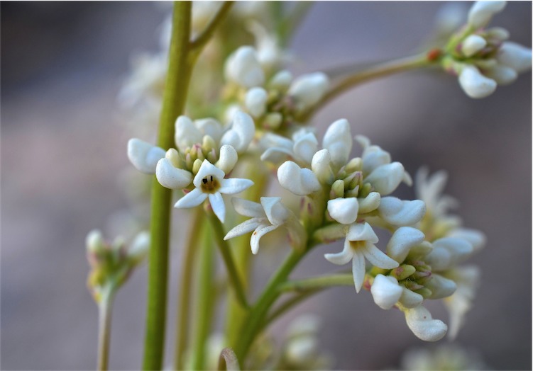 Conospermum sphacelatum: Conospermum sphacelatum at Carnarvon Station Reserve, Spine Road between the Police Barrack Circuit turn off and 16 Mile Yards, Queensland