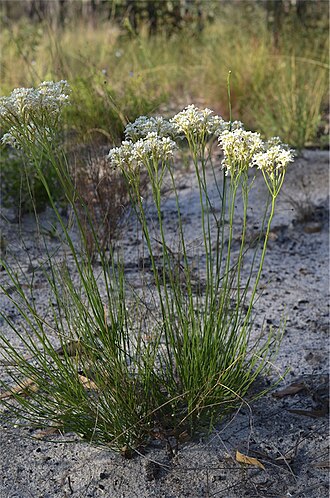 Conospermum sphacelatum: Conospermum sphacelatum , taken at Carnarvon Station Reserve, Spine Road between the Police Barrack Circuit turn off and 16 Mile Yards, Queensland