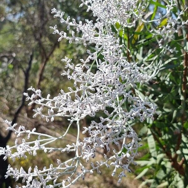 Conospermum stoechadis (Conospermum stoechadis)