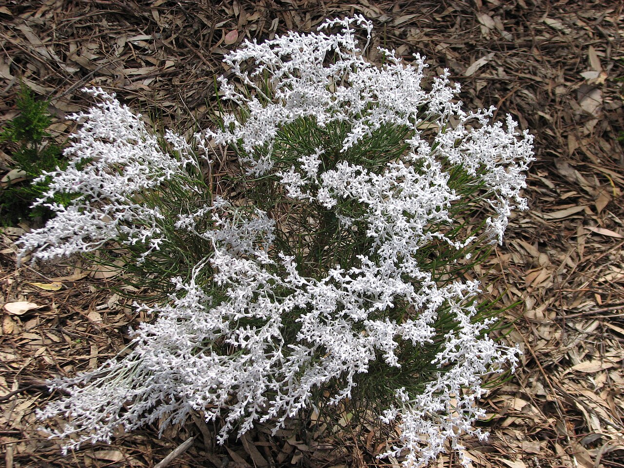 Conospermum stoechadis: Conospermum stoechadis (cultivated, labelled) , Royal Botanic Gardens Cranbourne, Victoria, Australia
