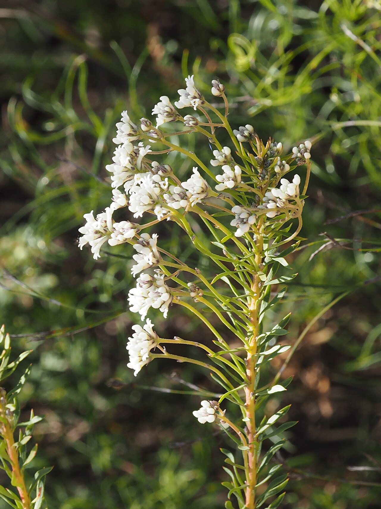 Conospermum taxifolium: Conospermum taxifolium on Bluff Trail in the Sherwood Nature Reserve, near Glenreagh, New South Wales