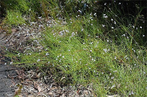 Conospermum tenuifolium: Conospermum tenuifolium habit in the Australian National Botanic Gardens