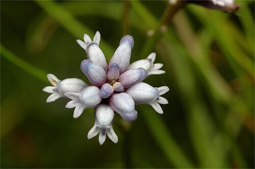 Conospermum tenuifolium: Conospermum tenuifolium in the Australian National Botanic Gardens