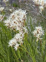 Conospermum teretifolium (Conospermum teretifolium)