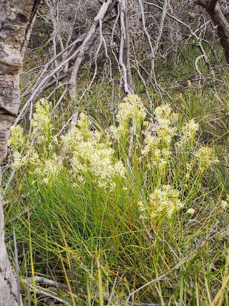 Conospermum teretifolium (Conospermum teretifolium)