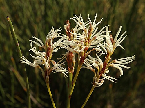 Conospermum teretifolium: Conospermum teretifolium in the Fitzgerald River National Park, Hamersey Drive, about 50 m east of turnoff to Miley's Beach, WA