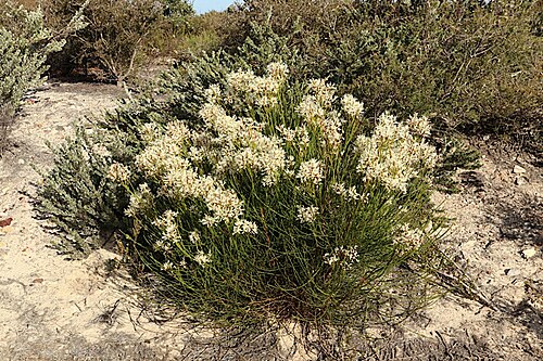 Conospermum teretifolium: Conospermum teretifolium in the Fitzgerald River National Park, Hamersey Drive, about 50 m east of turnoff to Miley's Beach, Western Australia