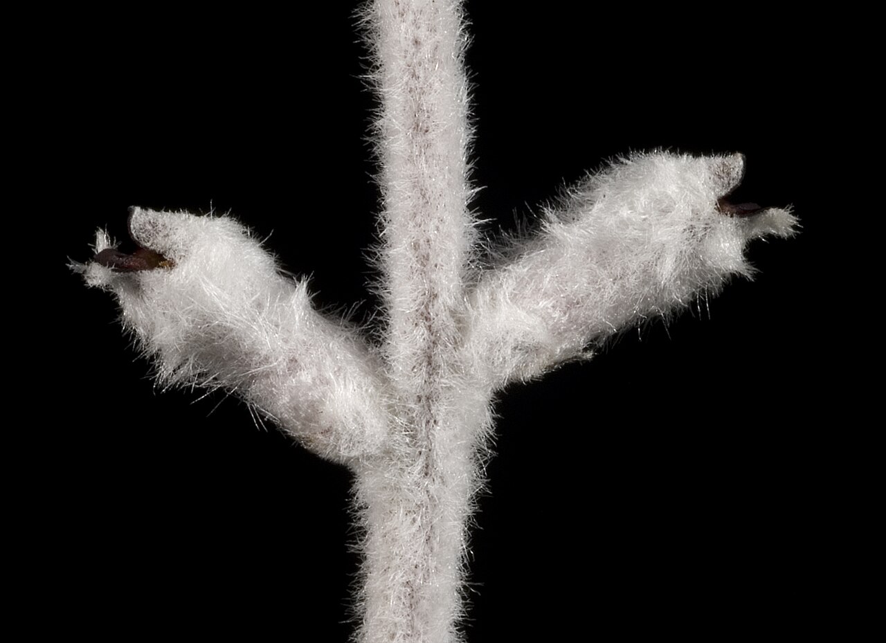 Conospermum undulatum: KRT3322