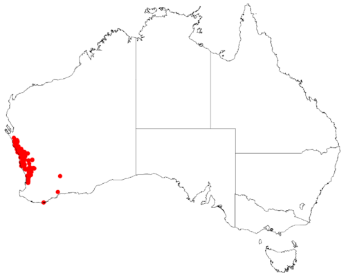 Conostylis androstemma: Conostylis androstemma Occurrence data downloaded from Australasian Virtual Herbarium on 12 May 2017