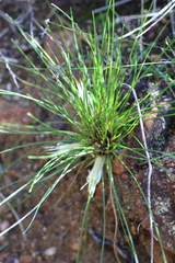 Conostylis androstemma (Conostylis androstemma)