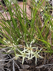Conostylis androstemma (Conostylis androstemma)