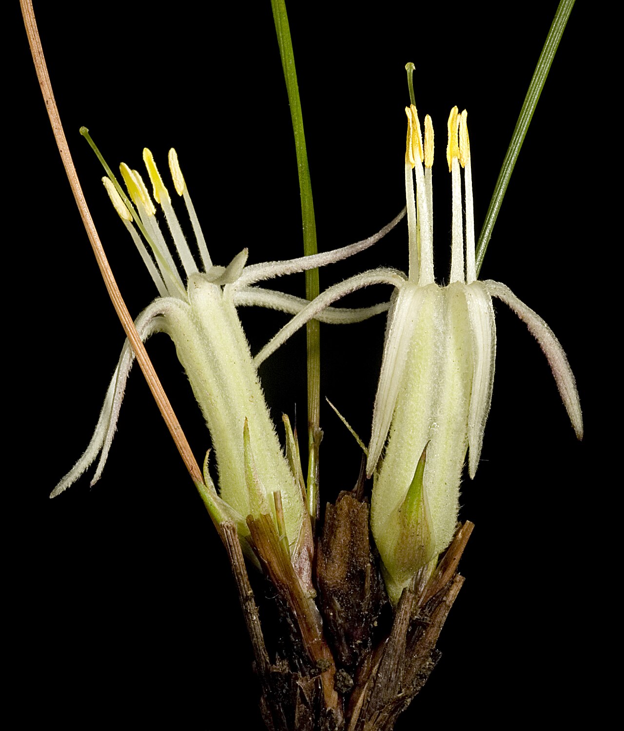 Conostylis androstemma: KRT3518