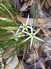 Conostylis androstemma (Conostylis androstemma)