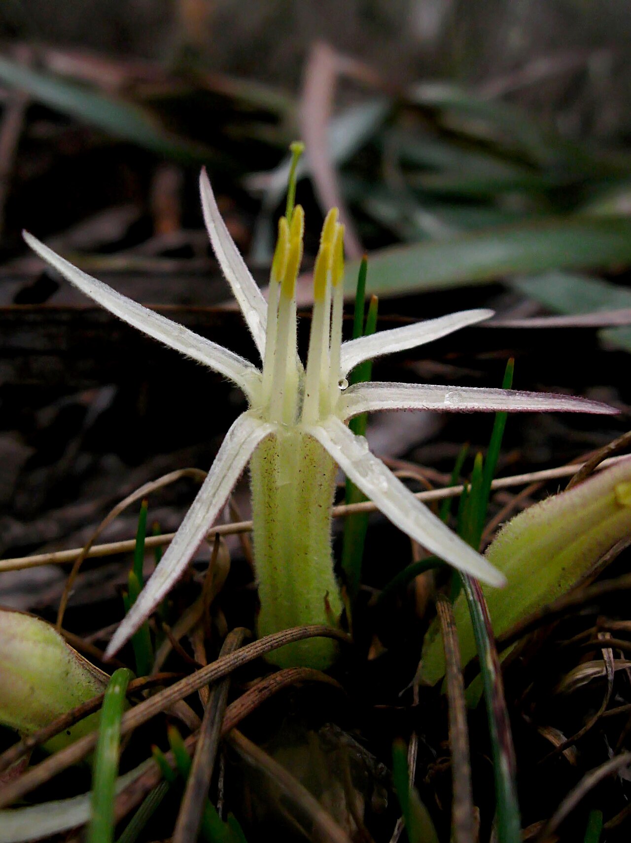 Conostylis androstemma: Conostylis androstemma