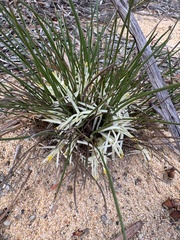 Conostylis androstemma (Conostylis androstemma)
