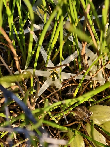 Conostylis androstemma (Conostylis androstemma)