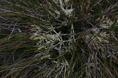 Conostylis androstemma (Conostylis androstemma)