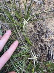 Conostylis androstemma (Conostylis androstemma)