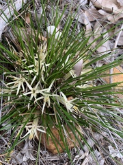 Conostylis androstemma (Conostylis androstemma)