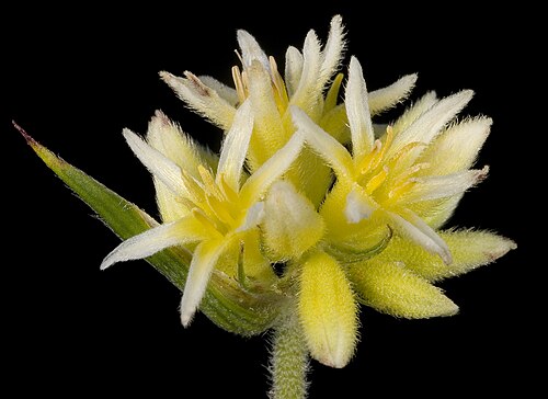 Conostylis crassinerva: KRT3778