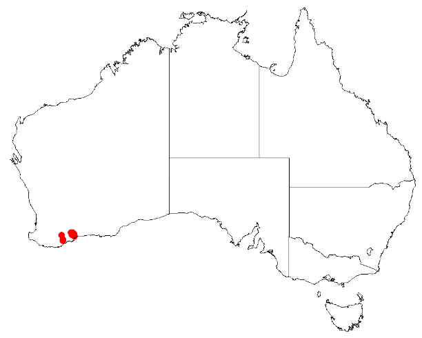 Conostylis deplexa: Conostylis deplexa occurrence data from Australasian Virtual Herbarium downloaded 12 May 2017