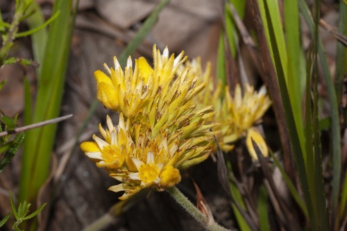Conostylis laxiflora (Conostylis laxiflora)
