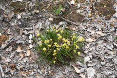 Conostylis laxiflora (Conostylis laxiflora)