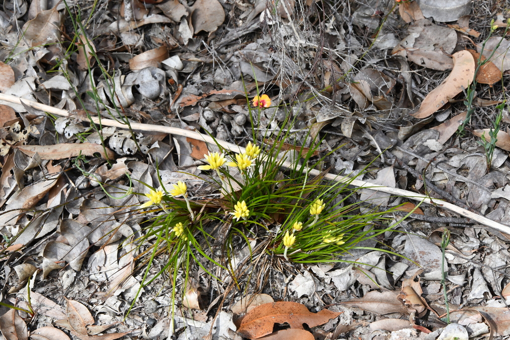 Conostylis laxiflora (Conostylis laxiflora)