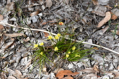 Conostylis laxiflora (Conostylis laxiflora)