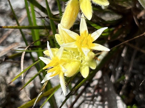 Conostylis laxiflora (Conostylis laxiflora)