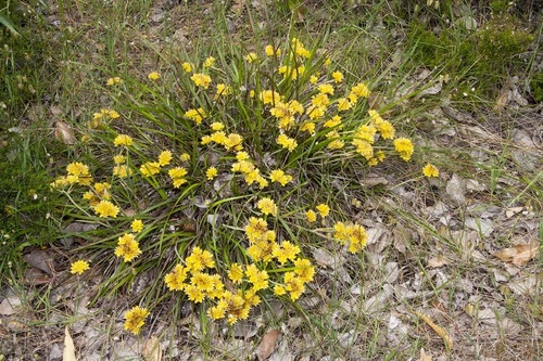 Conostylis laxiflora (Conostylis laxiflora)