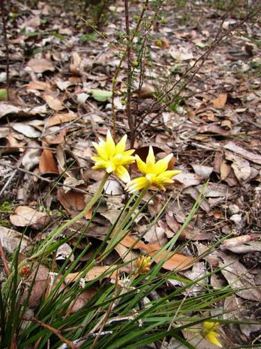 Conostylis laxiflora (Conostylis laxiflora)