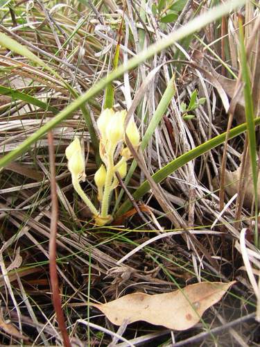 Conostylis laxiflora (Conostylis laxiflora)