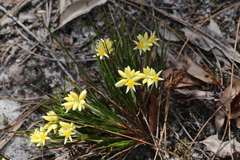 Conostylis laxiflora (Conostylis laxiflora)