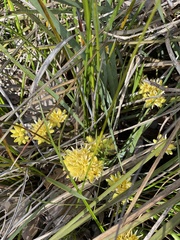 Conostylis laxiflora (Conostylis laxiflora)
