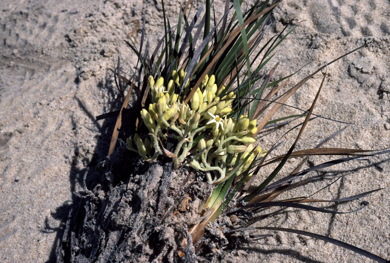 Conostylis phathyrantha: Conostylis phathyrantha , 31 km from Mt Ragged towards Esperance, Western Australia