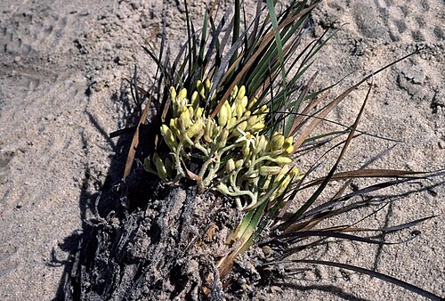 Conostylis phathyrantha: Conostylis phathyrantha , 31 km from Mt Ragged towards Esperance, Western Australia