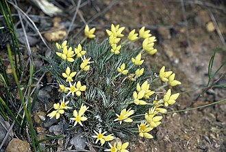 Conostylis pusilla: Conostylis pusilla in the Stirling Range National Park