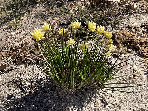 Conostylis seminuda: Conostylis seminuda at Hi Vallee Farm