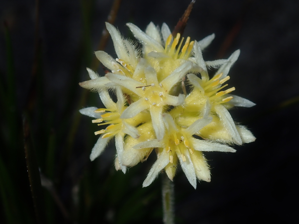 Conostylis seminuda: Conostylis seminuda in the Coomallo Nature Reserve