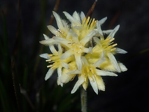 Conostylis seminuda: Conostylis seminuda in the Coomallo Nature Reserve