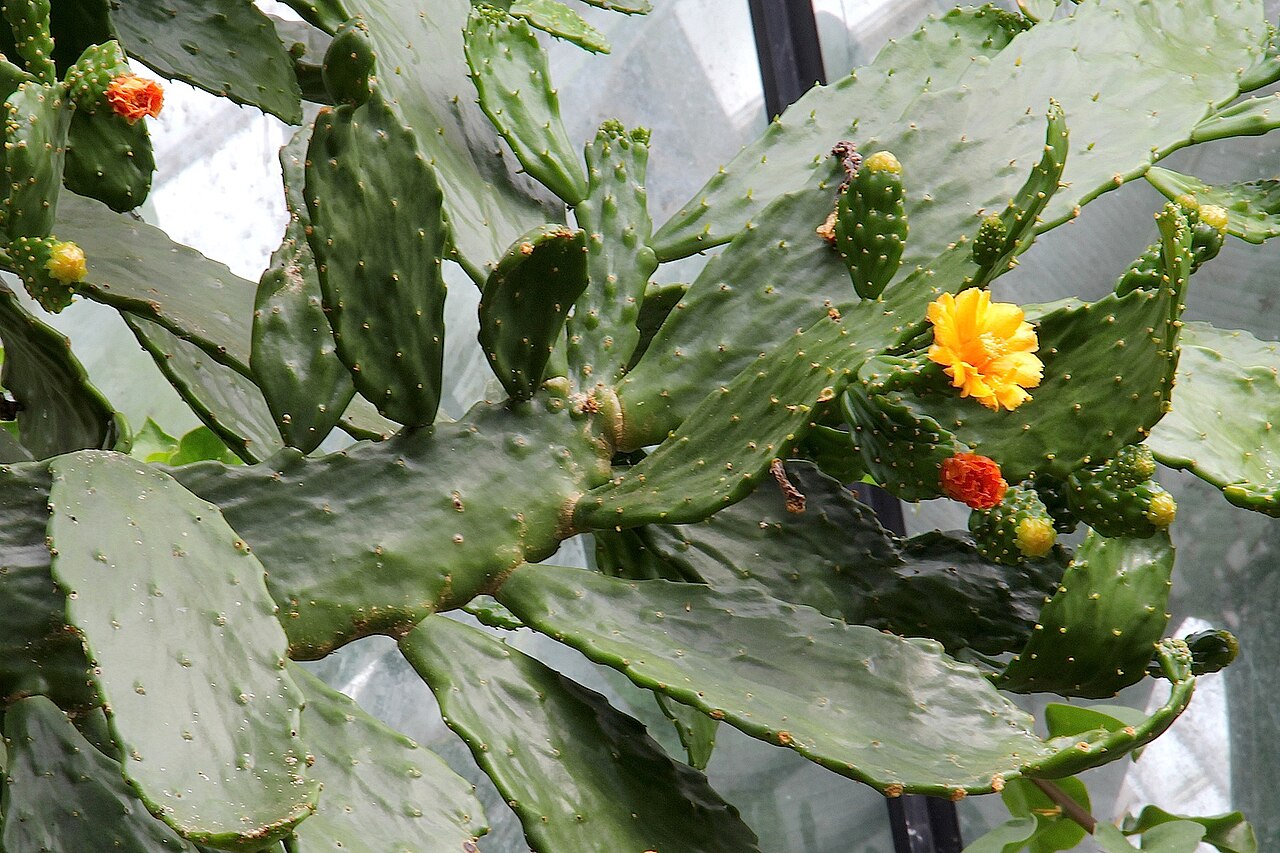 Consolea falcata: Consolea falcata