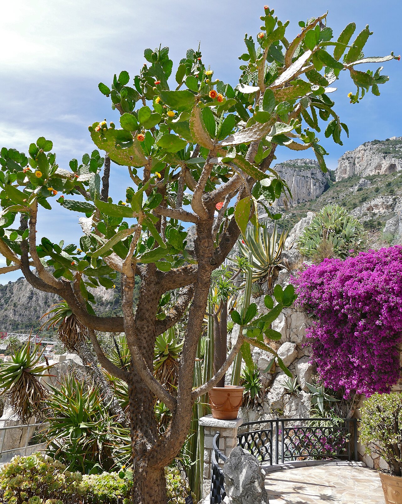 Consolea falcata: Jardin Exotique, MONACO